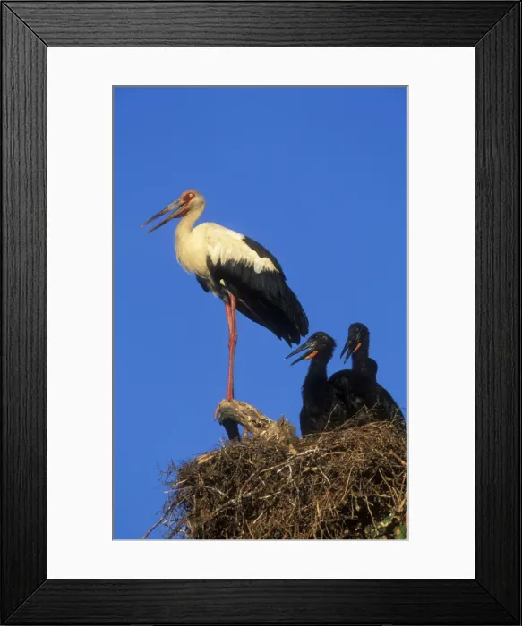 Framed Print : Maguari Stork At with 2 young, South America Framed Print : Maguari Stork At with 2 young, South America