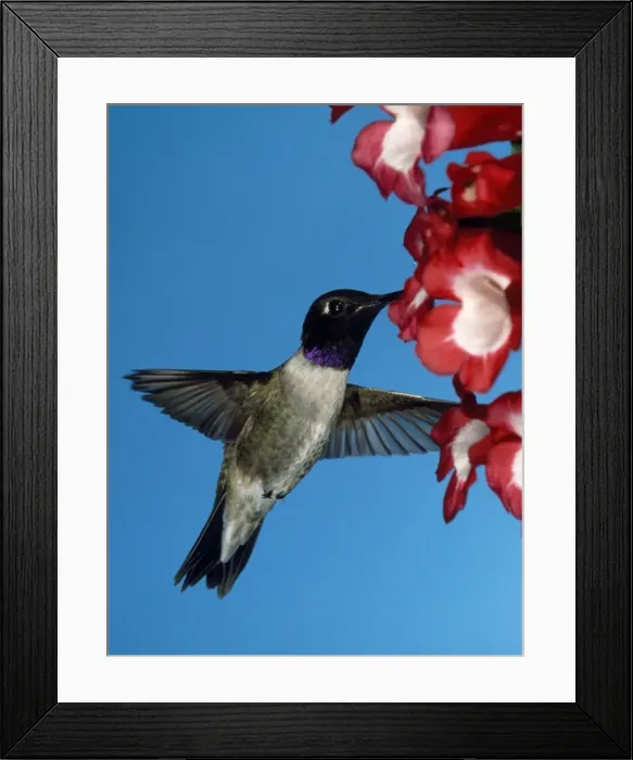 Framed Print : Black-chinned Hummingbird - male Framed Print : Black-chinned Hummingbird - male