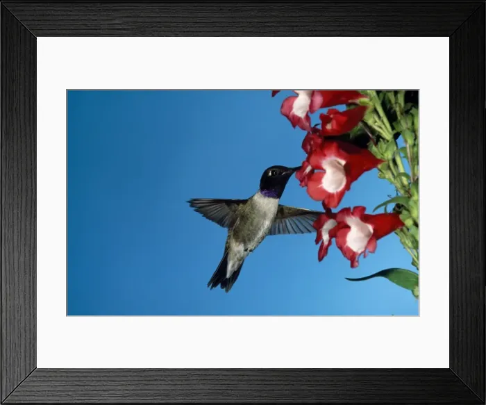 Framed Print : Black-chinned Hummingbird - male Framed Print : Black-chinned Hummingbird - male