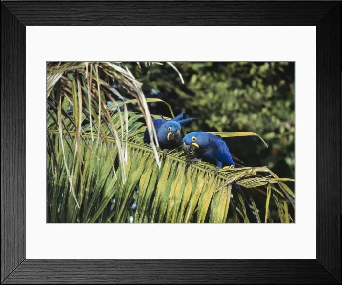 Framed Print : Hyacinth Macaw Pantanal, Brazil