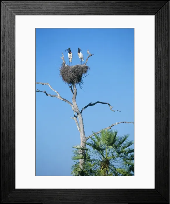 Framed Print : Jabiru Stork - x2 on nest Pantanal Brazil Framed Print : Jabiru Stork - x2 on nest Pantanal Brazil