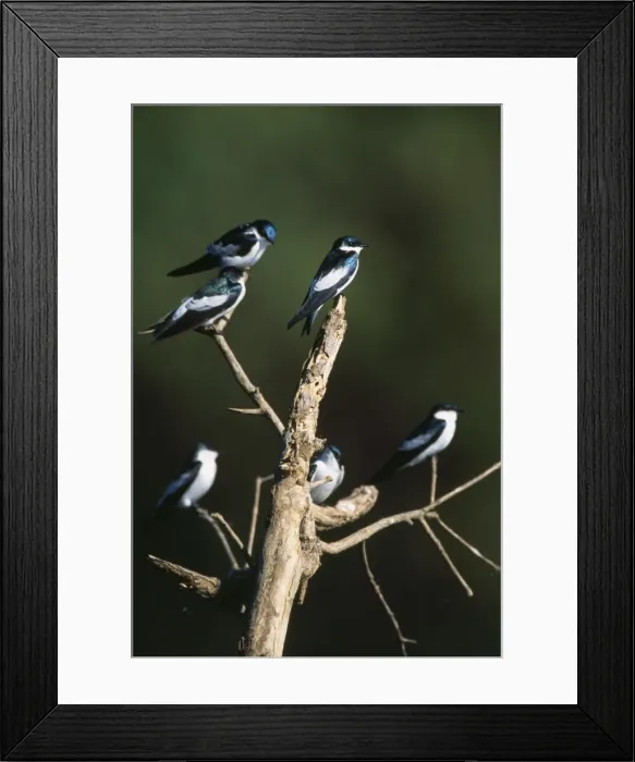 Framed Print : White-wiged Swallow Framed Print : White-wiged Swallow