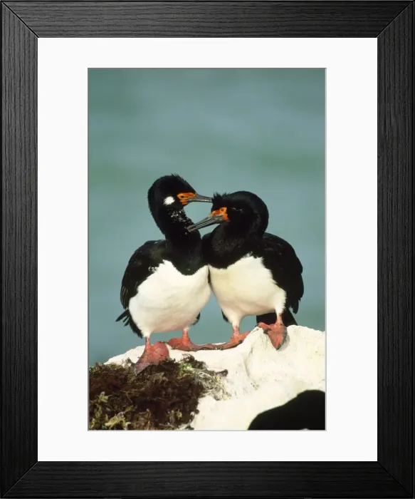 Framed Print : Rock Cormorant - pair near nest Framed Print : Rock Cormorant - pair near nest