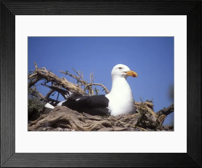 Framed Print : Southern Black-backed Gull On nest. Coast of Patgonia, Argentina Framed Print : Southern Black-backed Gull On nest. Coast of Patgonia, Argentina