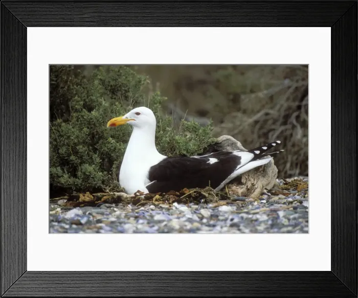 Framed Print : Southern Black-backed Gull On nest, coast of Patagonia, Argentina Framed Print : Southern Black-backed Gull On nest, coast of Patagonia, Argentina