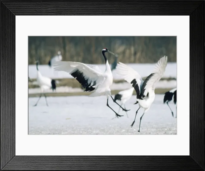Framed Print : Japanese Crane Framed Print : Japanese Crane