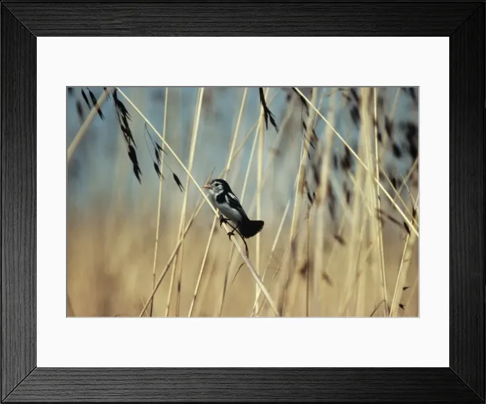 Framed Print : Cock-tailedTyrant Mato Grosso Brazil Framed Print : Cock-tailedTyrant Mato Grosso Brazil