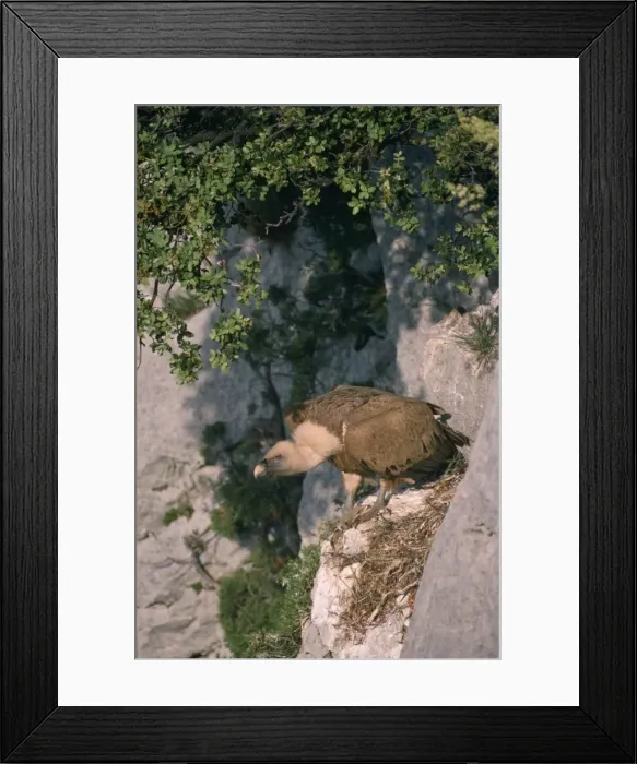 Framed Print : Griffon Vulture - at nest Framed Print : Griffon Vulture - at nest