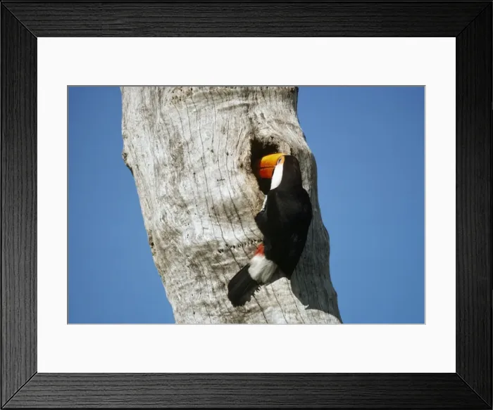 Framed Print : Toco Toucan Mato Groso, Brasil Framed Print : Toco Toucan Mato Groso, Brasil