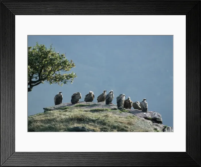 Framed Print : Griffon Vulture - resting place West Pyrenees Framed Print : Griffon Vulture - resting place West Pyrenees