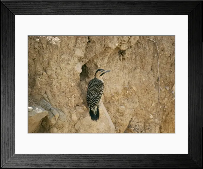 Framed Print : Andean Flicker Andes, Peru