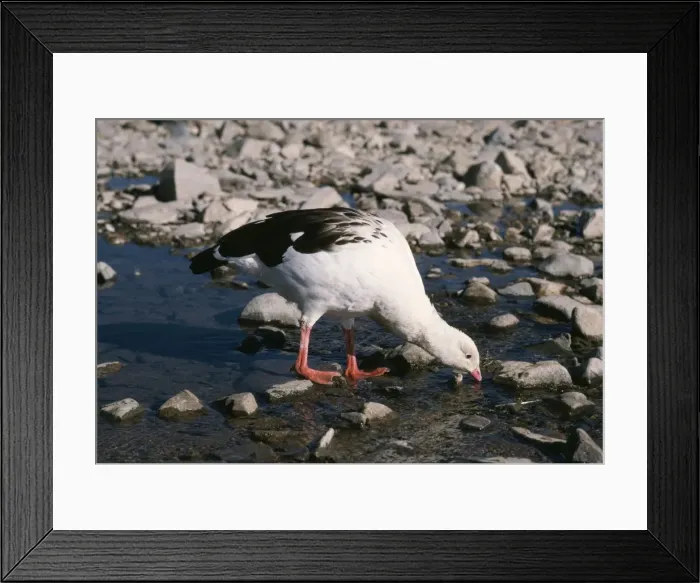 Framed Print : Andean Goose Peru