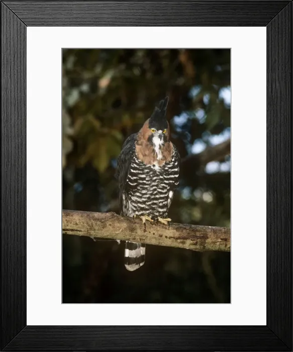 Framed Print : Ornate Hawk Eagle Framed Print : Ornate Hawk Eagle