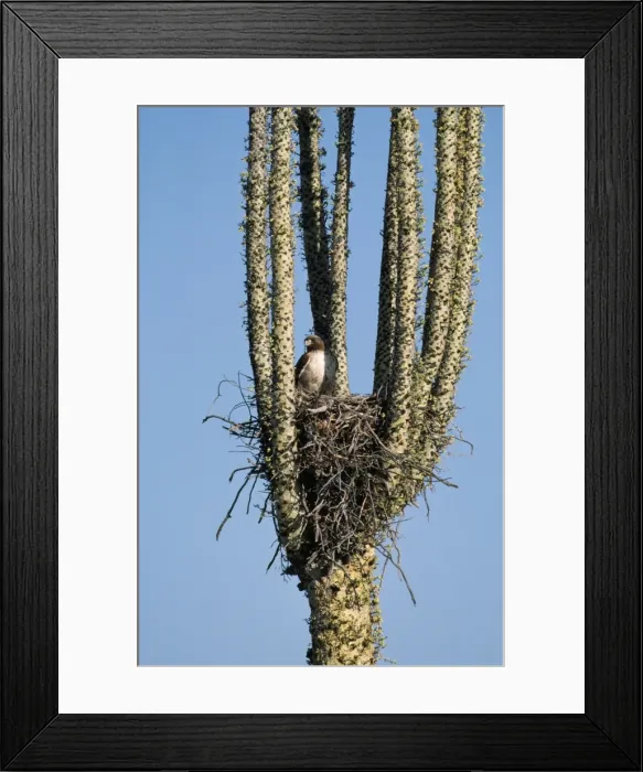 Framed Print : Red-tailed Hawk - nest in Boojum Tree (Idria columnaris) Baja California, USA Framed Print : Red-tailed Hawk - nest in Boojum Tree (Idria columnaris) Baja California, USA