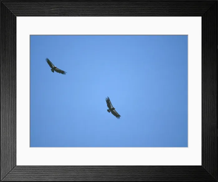 Framed Print : California Condor - Two in flight Framed Print : California Condor - Two in flight