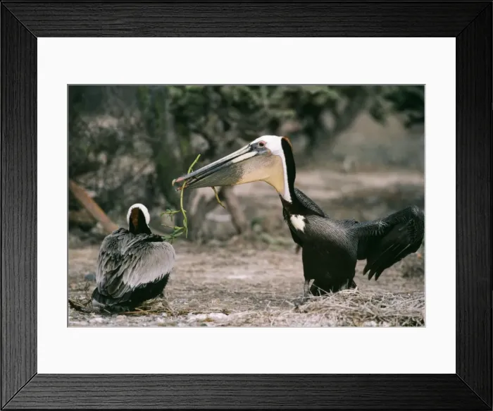 Framed Print : Brown Pelican Male offering nesting material Framed Print : Brown Pelican Male offering nesting material