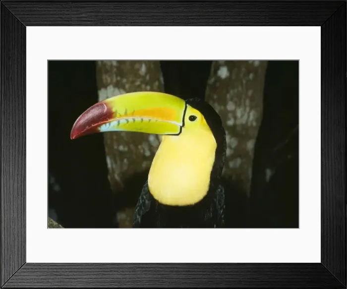 Framed Print : Keel-billed Toucan S. Mexico, Belize, Columbia, Venezuela Framed Print : Keel-billed Toucan S. Mexico, Belize, Columbia, Venezuela