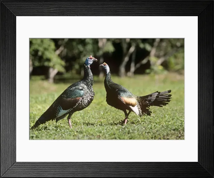 Framed Print : Ocellated turkey Framed Print : Ocellated turkey