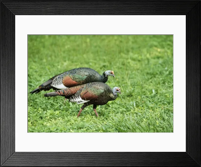 Framed Print : Ocellated turkey Framed Print : Ocellated turkey