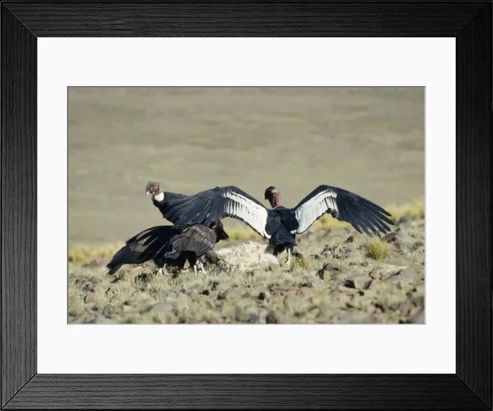 Framed Print : Andean Condor Peru Framed Print : Andean Condor Peru