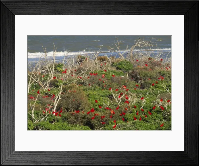 Framed Print : FG-7299. FG-7279. Scarlet Ibis - in coastal mangroves Framed Print : FG-7299. FG-7279. Scarlet Ibis - in coastal mangroves