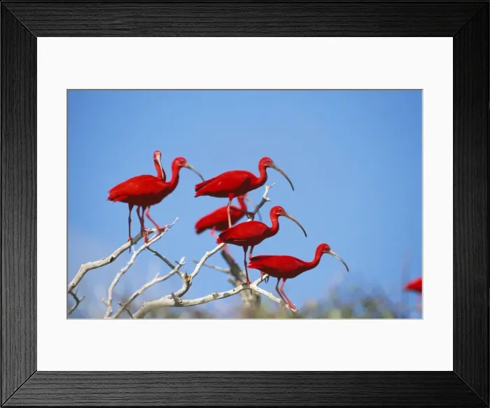 Framed Print : Scarlet Ibis Venezuela Framed Print : Scarlet Ibis Venezuela