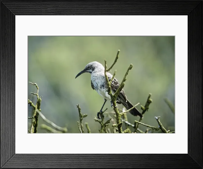 Framed Print : Hood Island Mockingbird Galapagos Island Framed Print : Hood Island Mockingbird Galapagos Island