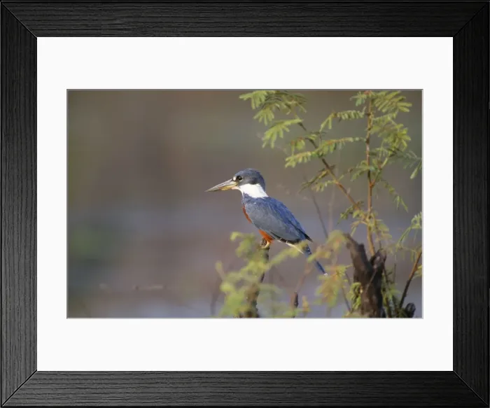 Framed Print : Ringed Kingfisher Tropical America Framed Print : Ringed Kingfisher Tropical America