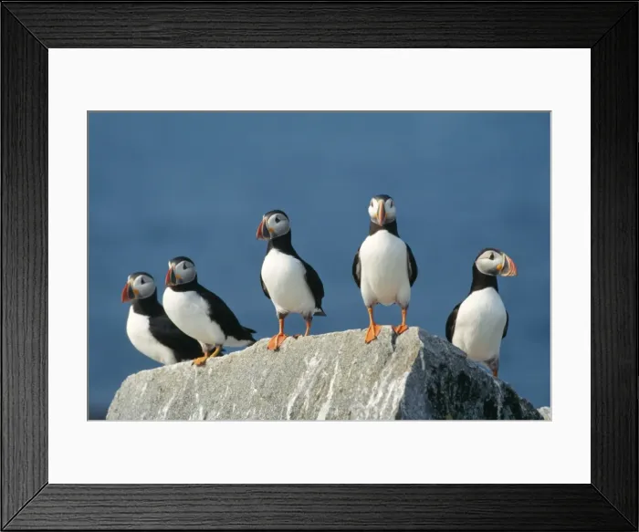 Framed Print : Atlantic Puffins On rock ledge Framed Print : Atlantic Puffins On rock ledge