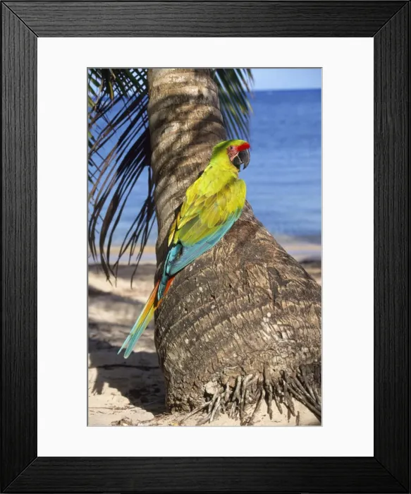 Framed Print : Buffon's Macaw / Great Green Macaw Distrubution Honduras (Caribbean) to Ecuador Framed Print : Buffon's Macaw / Great Green Macaw Distrubution Honduras (Caribbean) to Ecuador