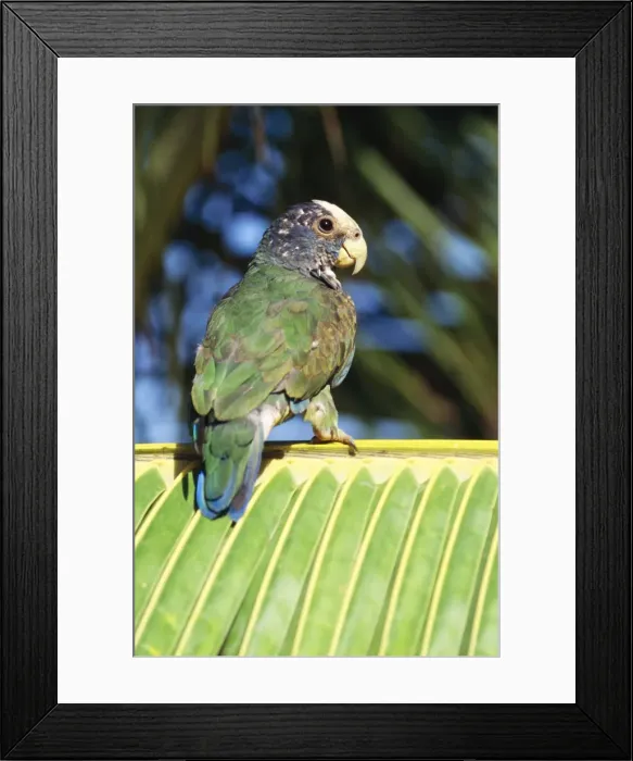 Framed Print : White-capped Parrot Distribution: Mexico to Panama on the Caribbean slope Framed Print : White-capped Parrot Distribution: Mexico to Panama on the Caribbean slope