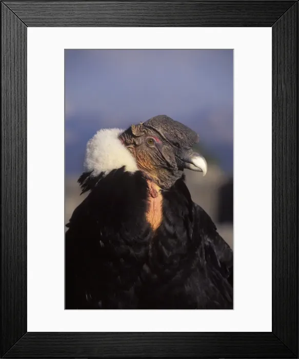Framed Print : Andean condor, male CL 442 Framed Print : Andean condor, male CL 442