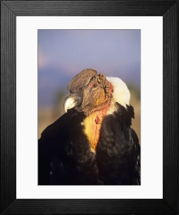 Framed Print : Andean Condor - adult male Framed Print : Andean Condor - adult male