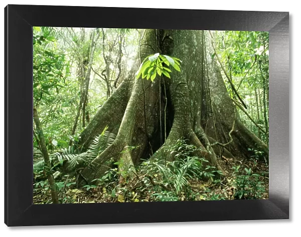 Rainforest Big Ceiba tree at Manu Lodge, Amazon Basin, Manu National Park, Peru