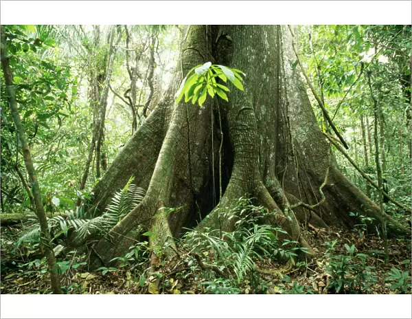 Rainforest Big Ceiba tree at Manu Lodge, Amazon Basin, Manu National Park, Peru