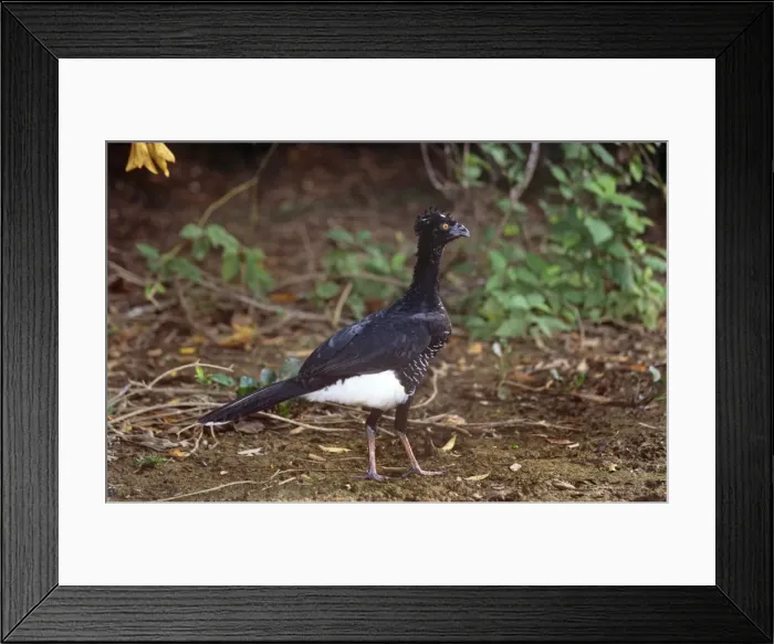 Framed Print : Yellow-knobbed Curassow - female North Venezuela Framed Print : Yellow-knobbed Curassow - female North Venezuela