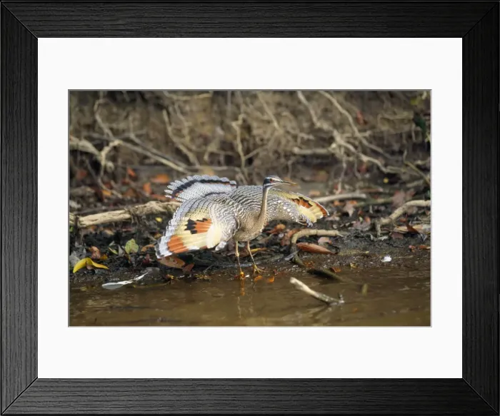 Framed Print : Sunbittern Tropical Central & South America Framed Print : Sunbittern Tropical Central & South America