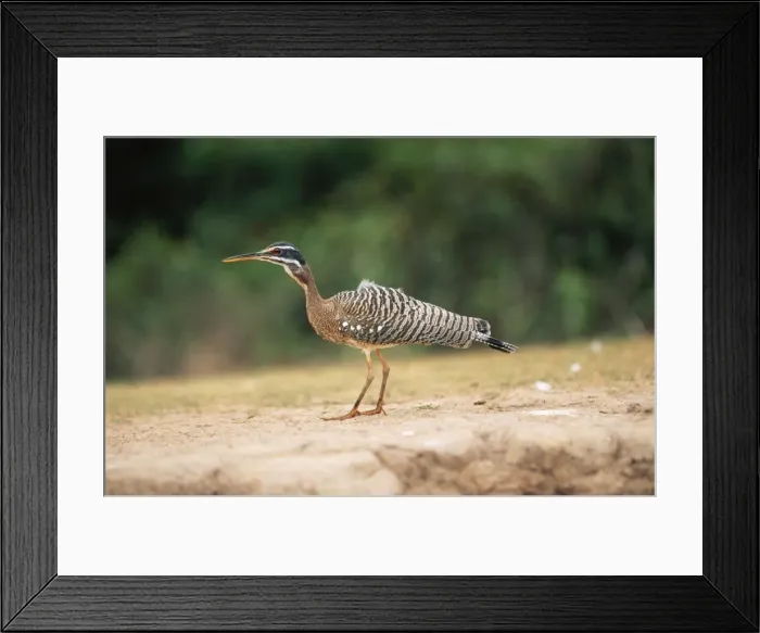 Framed Print : Sunbittern Tropical Central & South America Framed Print : Sunbittern Tropical Central & South America