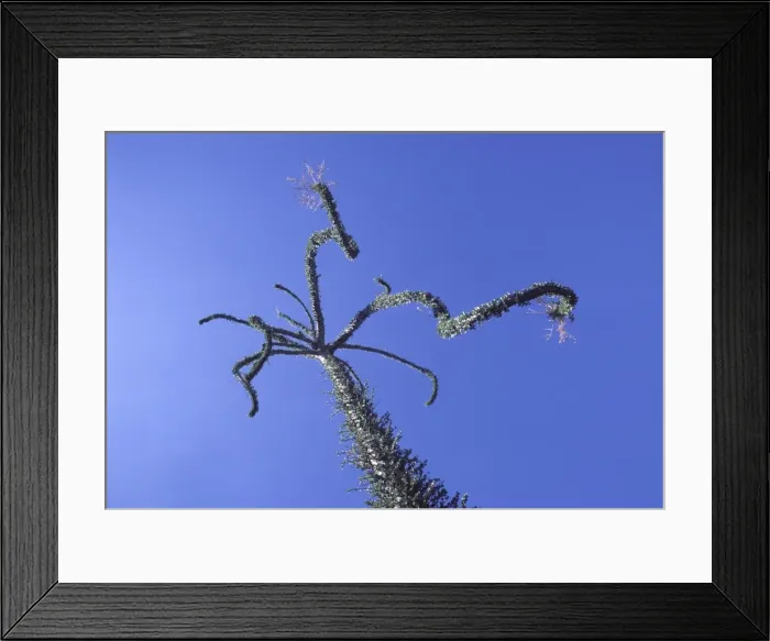 Framed Print : Cirio / Boojum (Fouquieriaceae Family) Central Desert, Baja California, Mexico Framed Print : Cirio / Boojum (Fouquieriaceae Family) Central Desert, Baja California, Mexico