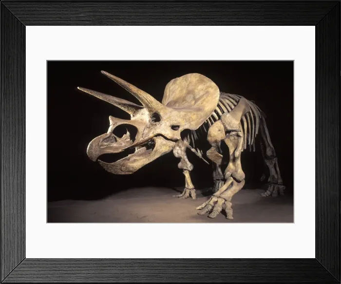 Framed Print : Dinosaurs - Horned dinosaurs (Ceratopsians) Triceratops Late Cretaceous. Montana, USA Display at the Royal Tyrrell Museum of Paleontology, Drumheller, Alberta, Canada Framed Print : Dinosaurs - Horned dinosaurs (Ceratopsians) Triceratops Late Cretaceous. Montana, USA Display at the Royal Tyrrell Museum of Paleontology, Drumheller, Alberta, Canada