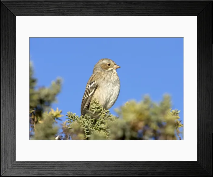 Framed Print : Mourning Sierra Finch, Female Range: Peru to Argentina. Photographed in Patagonia, Argentina Framed Print : Mourning Sierra Finch, Female Range: Peru to Argentina. Photographed in Patagonia, Argentina