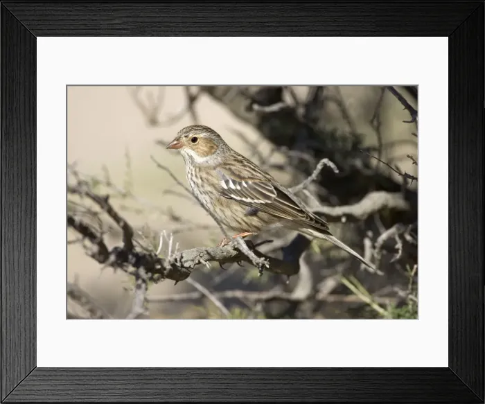Framed Print : Mourning Sierra Finch, Female Range: Peru to Argentina. Photographed in Patagonia, Argentina Framed Print : Mourning Sierra Finch, Female Range: Peru to Argentina. Photographed in Patagonia, Argentina