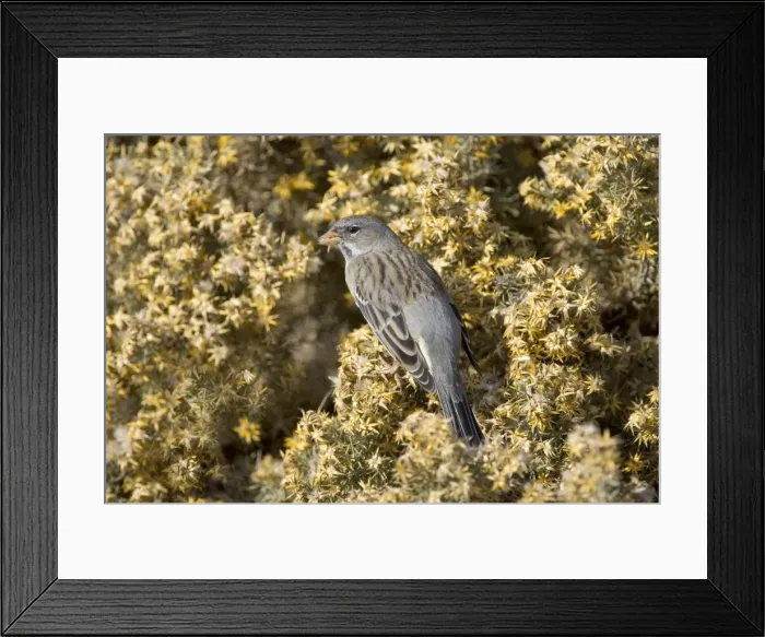 Framed Print : Mourning Sierra Finch, Female - Feeding on seeds of Quilimbay (Chuquiraga avellanedae; Fam. Asteracae) Range: Peru to Argentina. Photographed in Patagonia, Argentina Framed Print : Mourning Sierra Finch, Female - Feeding on seeds of Quilimbay (Chuquiraga avellanedae; Fam. Asteracae) Range: Peru to Argentina. Photographed in Patagonia, Argentina