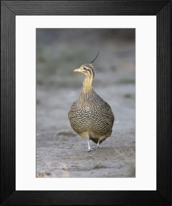 Framed Print : Elegant Crested Tinamou South America: Patagonia Framed Print : Elegant Crested Tinamou South America: Patagonia