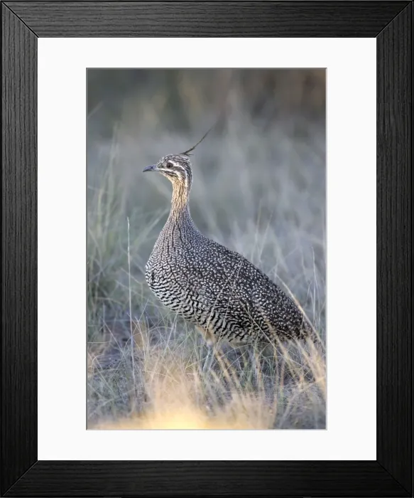 Framed Print : Elegant Crested Tinamou South America: Patagonia Framed Print : Elegant Crested Tinamou South America: Patagonia