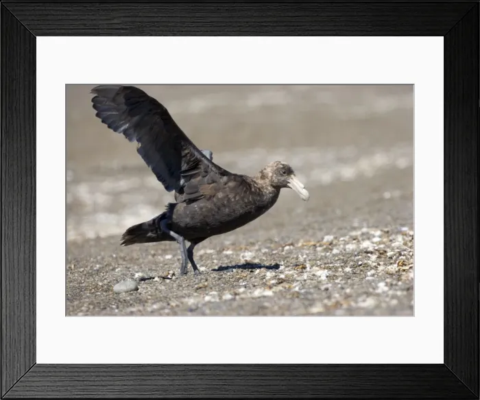 Framed Print : Giant Petrel - Landing on a beach at Peninsula Valdes, Patagonia, Argentina. South Atlantic Ocean Framed Print : Giant Petrel - Landing on a beach at Peninsula Valdes, Patagonia, Argentina. South Atlantic Ocean