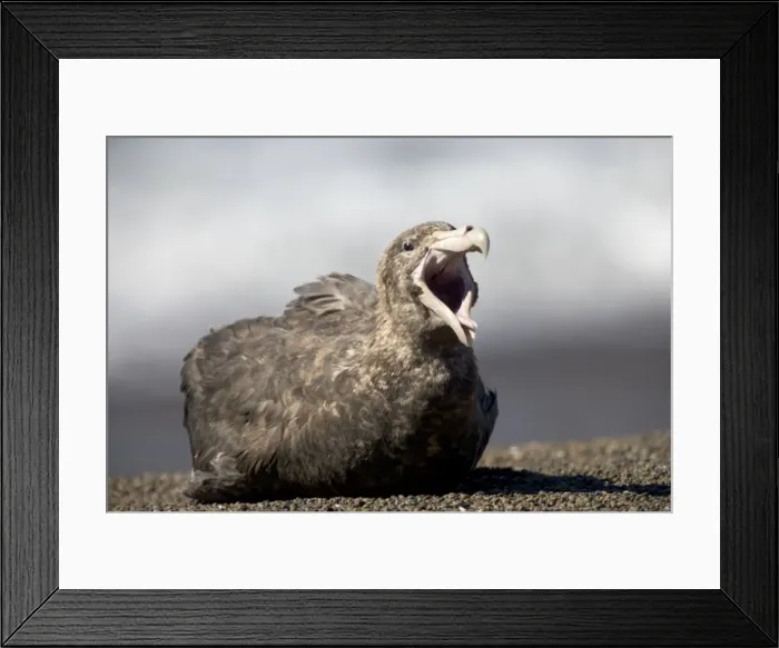 Framed Print : Giant Petrel - Resting, (yawning) on a beach at Valdes Peninsula, Patagonia, Argentina. South Atlantic Ocean Framed Print : Giant Petrel - Resting, (yawning) on a beach at Valdes Peninsula, Patagonia, Argentina. South Atlantic Ocean