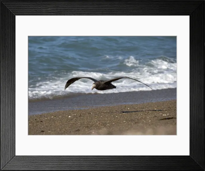 Framed Print : Giant Petrel - in flight Valdes Peninsula, Patagonia, Argentina. South Atlantic Ocean Framed Print : Giant Petrel - in flight Valdes Peninsula, Patagonia, Argentina. South Atlantic Ocean