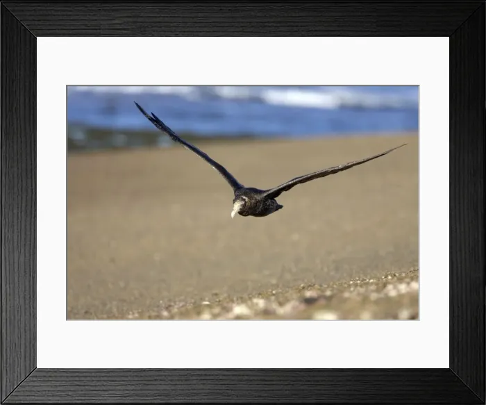 Framed Print : Giant Petrel - in flight Valdes Peninsula, Patagonia, Argentina. South Atlantic Ocean Framed Print : Giant Petrel - in flight Valdes Peninsula, Patagonia, Argentina. South Atlantic Ocean