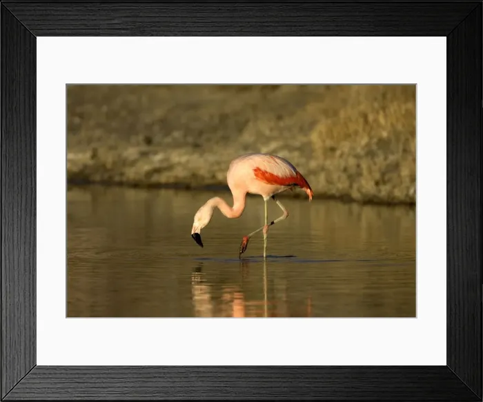 Framed Print : Chilean Flamingo South America. Photographed in Santa Cruz Province, Patagonia, Argentina Framed Print : Chilean Flamingo South America. Photographed in Santa Cruz Province, Patagonia, Argentina